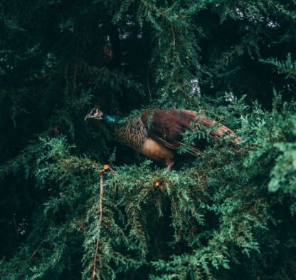 A vertical shot of a peacock perched on a pine tree
